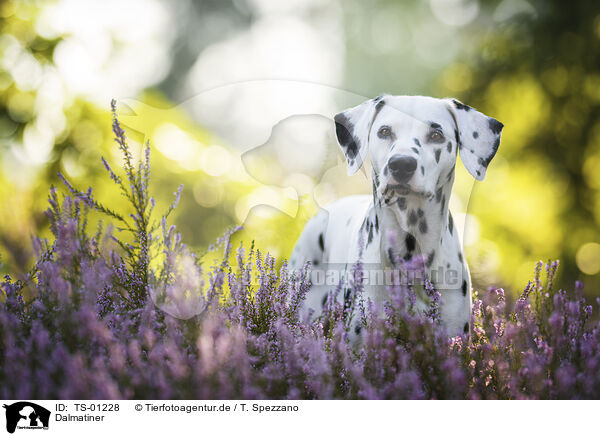 Dalmatiner / Dalmatian / TS-01228
