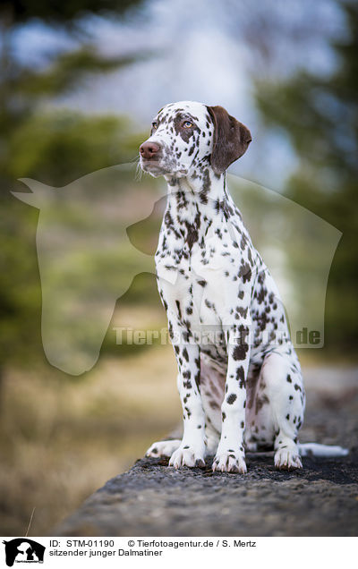 sitzender junger Dalmatiner / sitting young Dalmatian / STM-01190