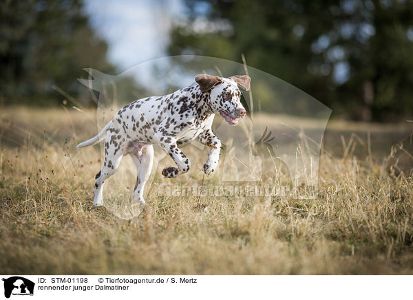 rennender junger Dalmatiner / running young dalmatian / STM-01198