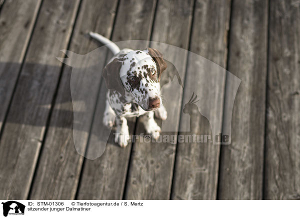 sitzender junger Dalmatiner / sitting young Dalmatian / STM-01306