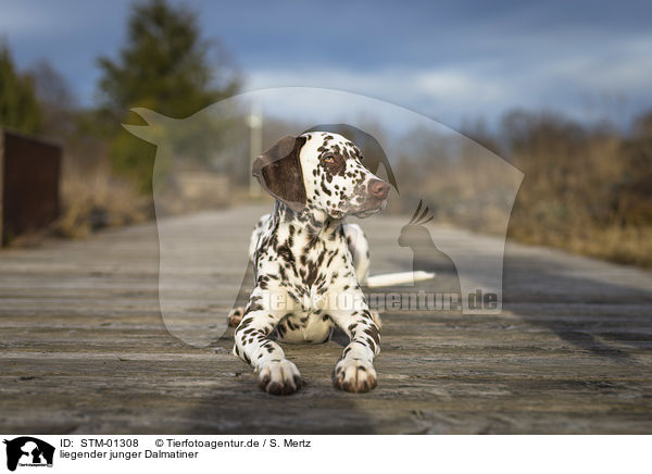 liegender junger Dalmatiner / lying young dalmatian / STM-01308