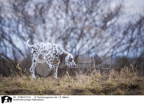 laufender junger Dalmatiner / walking young dalmatian / STM-01314