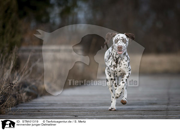 rennender junger Dalmatiner / running young dalmatian / STM-01319