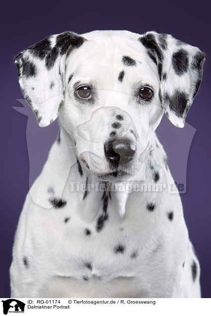 Dalmatiner Portrait / Dalmatian portrait / RG-01174