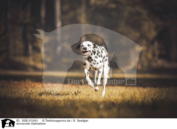 rennender Dalmatiner / running Dalmatian / SSE-01043