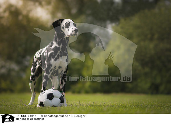 stehender Dalmatiner / standing Dalmatian / SSE-01046