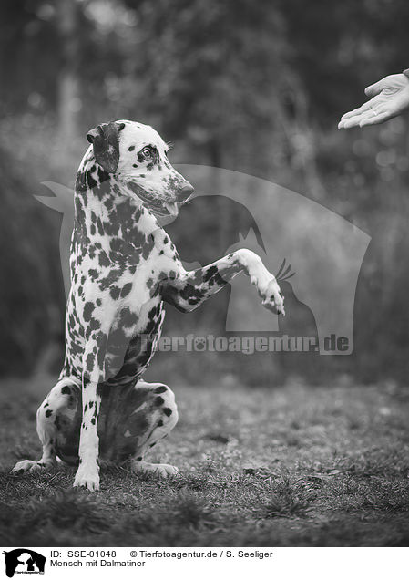 Mensch mit Dalmatiner / human with Dalmatian / SSE-01048