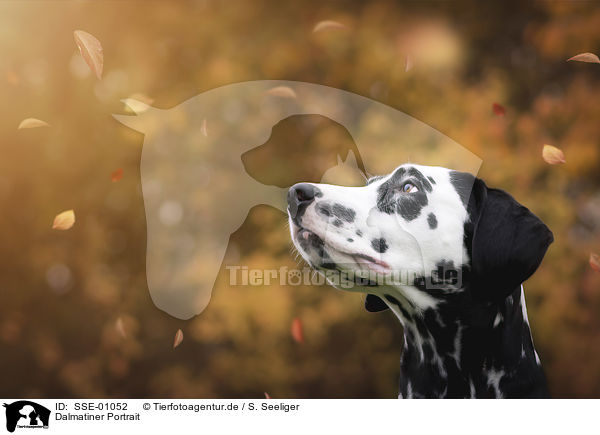Dalmatiner Portrait / Dalmatian portrait / SSE-01052