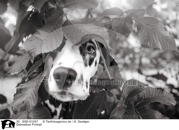 Dalmatiner Portrait / Dalmatian portrait / SSE-01057