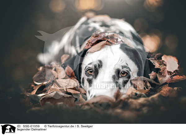 liegender Dalmatiner / lying Dalmatian / SSE-01059