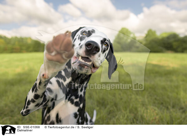 Dalmatiner / Dalmatian / SSE-01068