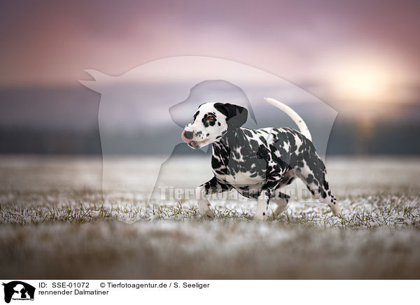 rennender Dalmatiner / running Dalmatian / SSE-01072