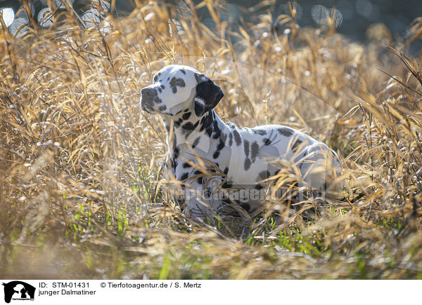 junger Dalmatiner / young Dalmatian / STM-01431