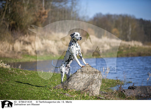 Dalmatiner am Wasser / Dalmatian at the water / STM-01435