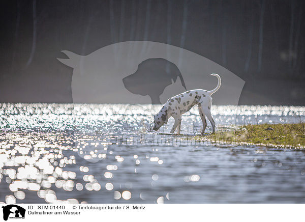 Dalmatiner am Wasser / Dalmatian at the water / STM-01440