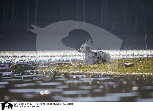 Dalmatiner am Wasser / Dalmatian at the water / STM-01443