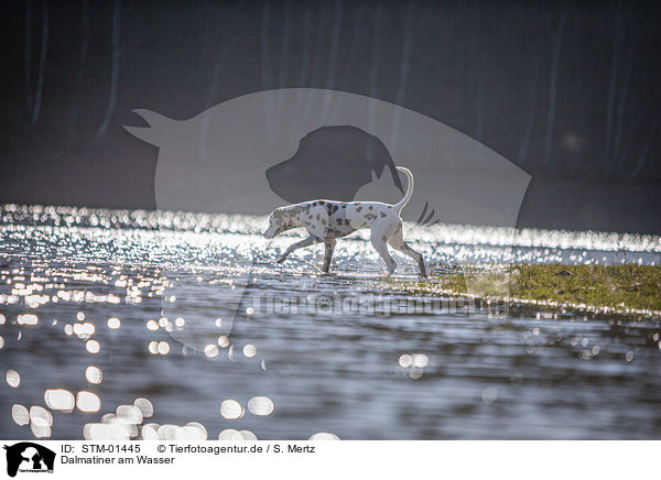 Dalmatiner am Wasser / Dalmatian at the water / STM-01445
