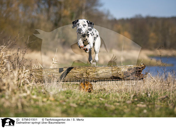 Dalmatiner springt ber Baumstamm / Dalmatian jumps over tree trunk / STM-01501