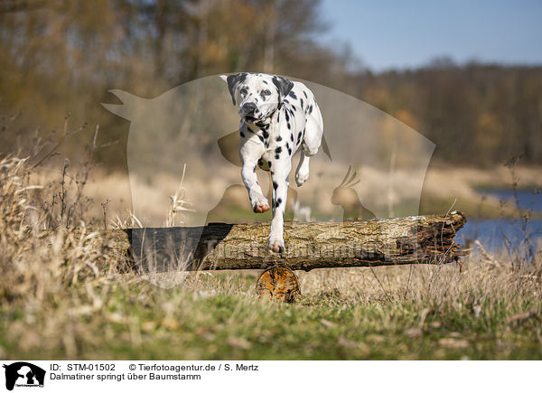 Dalmatiner springt ber Baumstamm / Dalmatian jumps over tree trunk / STM-01502
