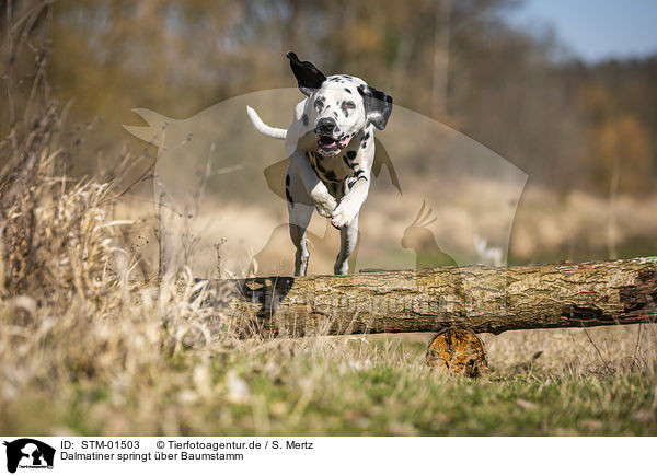 Dalmatiner springt ber Baumstamm / Dalmatian jumps over tree trunk / STM-01503