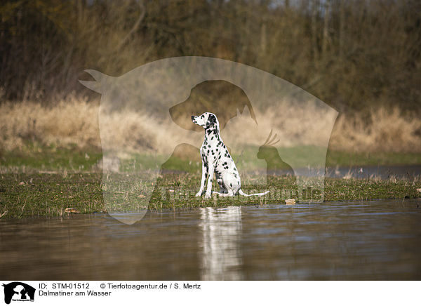 Dalmatiner am Wasser / STM-01512