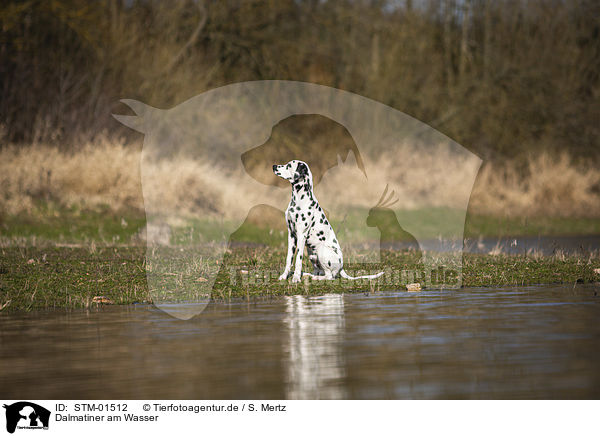 Dalmatiner am Wasser / Dalmatian at the water / STM-01512