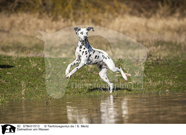 Dalmatiner am Wasser / STM-01513