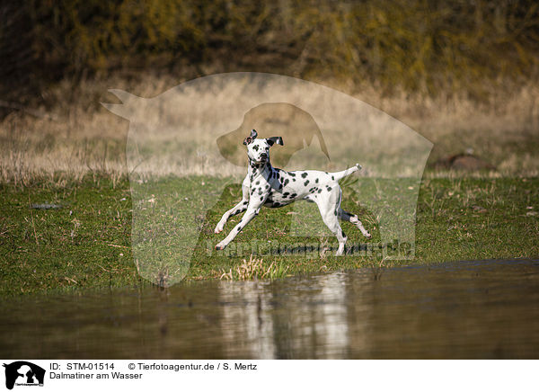 Dalmatiner am Wasser / STM-01514