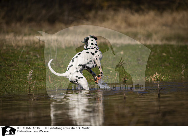 Dalmatiner am Wasser / STM-01515