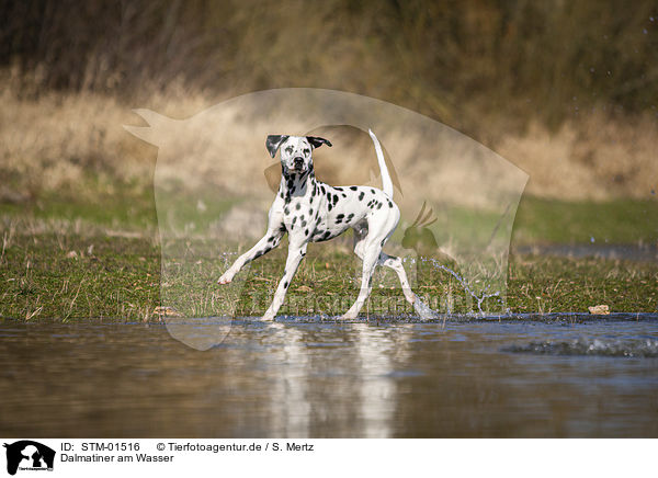 Dalmatiner am Wasser / Dalmatian at the water / STM-01516