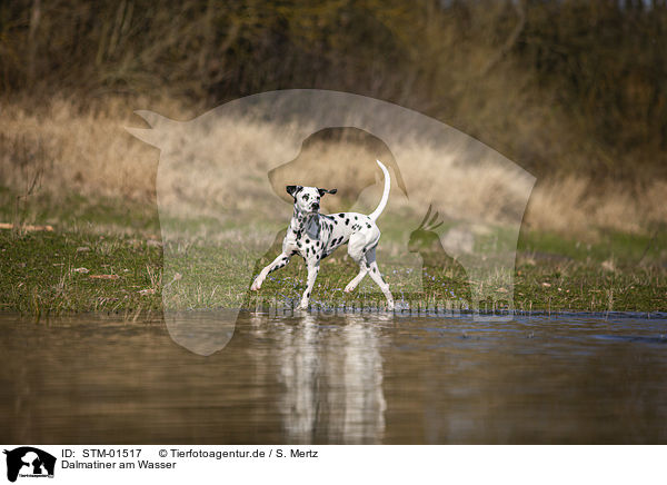Dalmatiner am Wasser / STM-01517