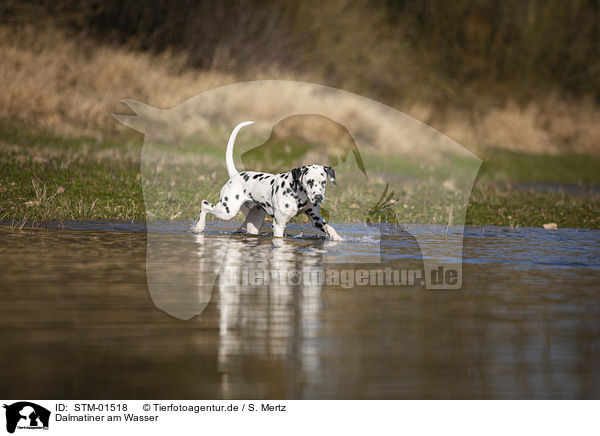 Dalmatiner am Wasser / STM-01518