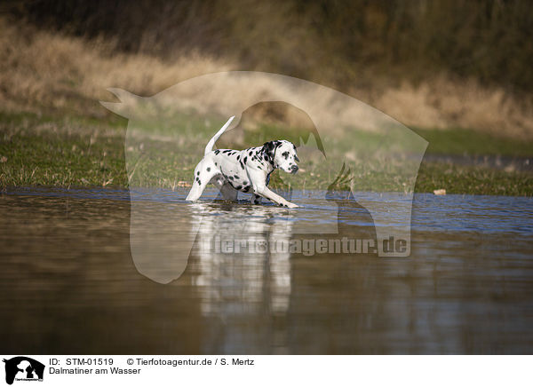 Dalmatiner am Wasser / STM-01519