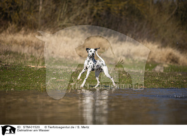 Dalmatiner am Wasser / STM-01520