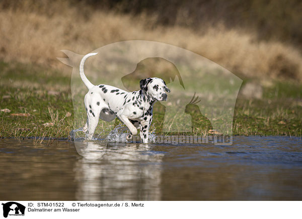 Dalmatiner am Wasser / STM-01522