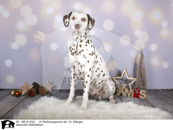 sitzender Dalmatiner / sitting Dalmatian / AE-01402