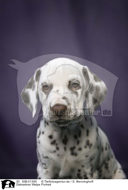 Dalmatiner Welpe Portrait / SIB-01395