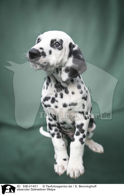 sitzender Dalmatiner Welpe / sitting Dalmatian Puppy / SIB-01401