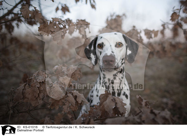 Dalmatiner Portrait / Dalmatian portrait / KS-01016