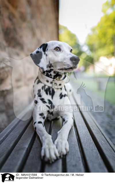 liegender Dalmatiner / lying Dalmatian / MAH-01568