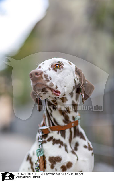 Dalmatiner Portrait / Dalmatian Portrait / MAH-01579