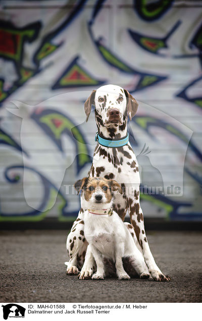 Dalmatiner und Jack Russell Terrier / MAH-01588