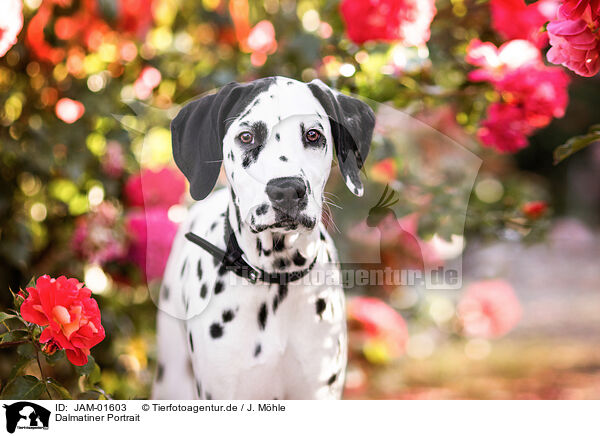 Dalmatiner Portrait / Dalmatian Portrait / JAM-01603