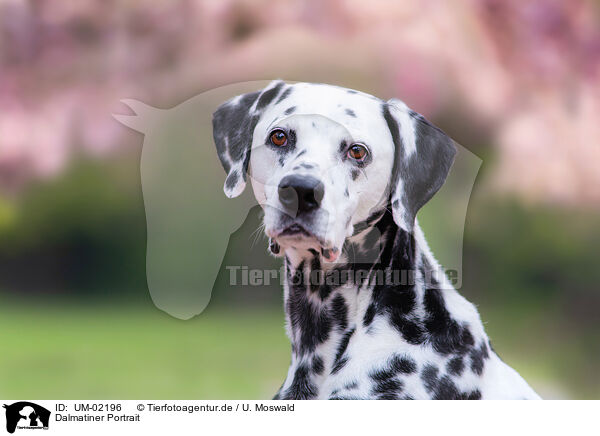 Dalmatiner Portrait / UM-02196