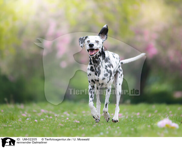 rennender Dalmatiner / running Dalmatian / UM-02205