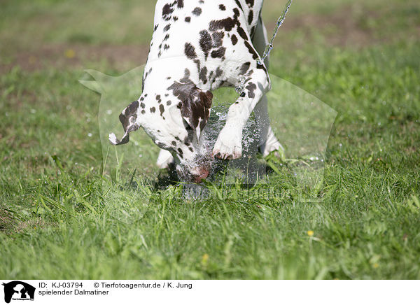 spielender Dalmatiner / playing Dalmatian / KJ-03794