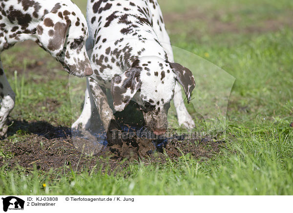 2 Dalmatiner / 2 Dalmatians / KJ-03808