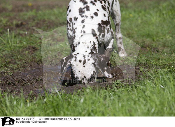 buddelnder Dalmatiner / digging Dalmatian / KJ-03814