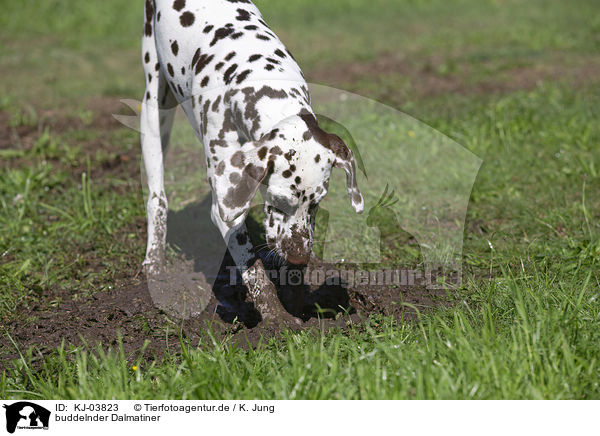 buddelnder Dalmatiner / digging Dalmatian / KJ-03823