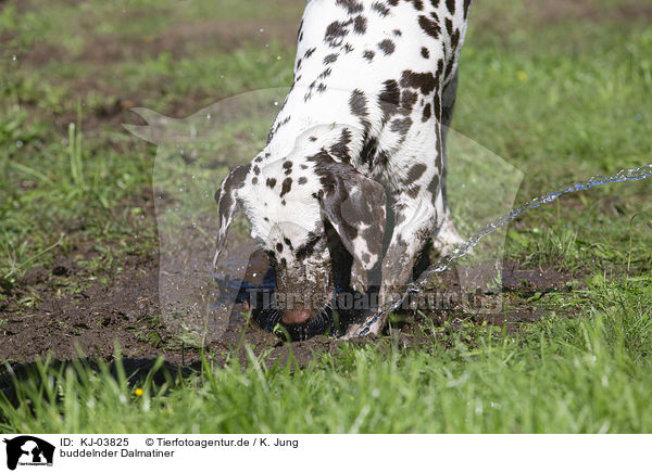 buddelnder Dalmatiner / digging Dalmatian / KJ-03825